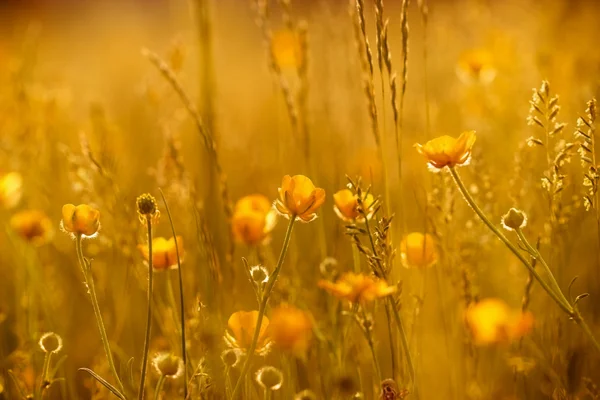 Strahlen der untergehenden Sonne auf gelben Blumen lizenzfreie Stockfotos