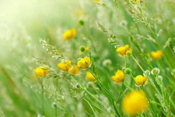 Bellissimi fiori gialli — Foto Stock