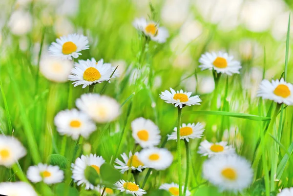 Beautiful little daisy in spring — Stock Photo, Image