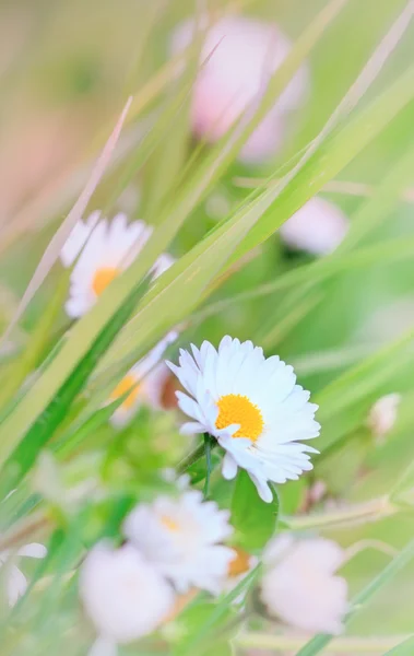 Schöne kleine Gänseblümchen im Frühling — Stockfoto