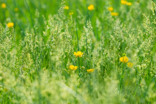 Gula blommor — Stockfoto