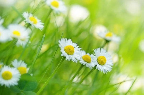 Pequeña Daisy — Foto de Stock