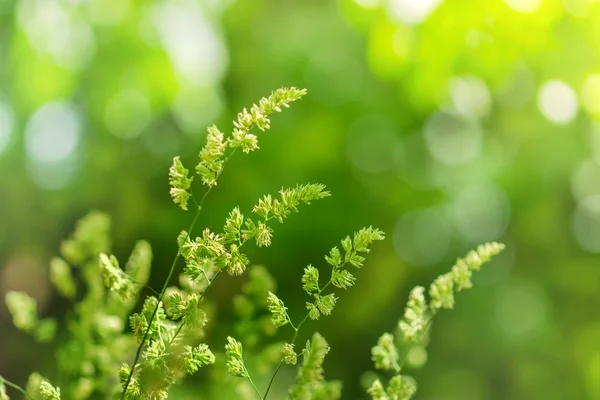 Solljus och skugga på våren gräset — Stockfoto