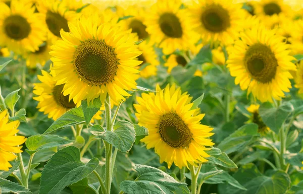 Fältet av solros — Stockfoto