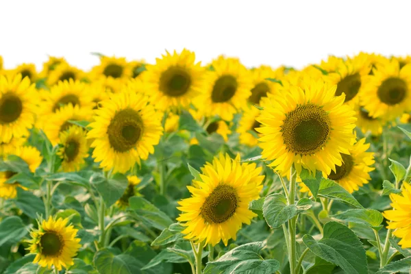 Field of sunflower — Stock Photo, Image