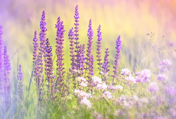 Fleur de prairie pourpre - Fleur sauvage — Photo
