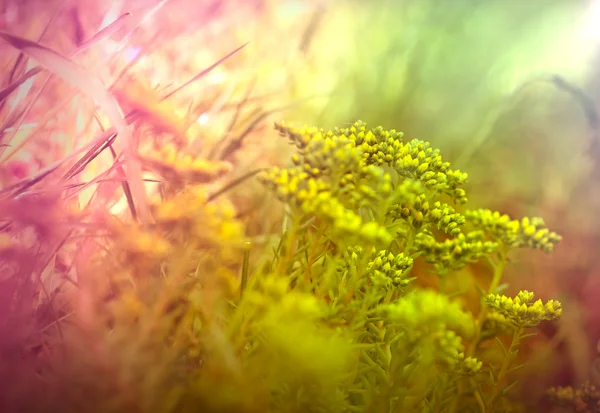 Gelbe Blüten in der Blüte — Stockfoto