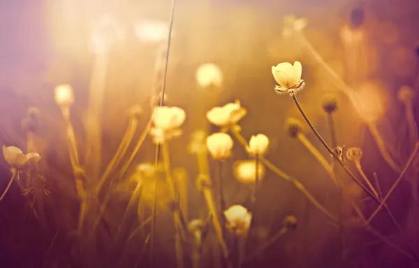 Κίτρινα λουλούδια στην ανθοφορία — Φωτογραφία Αρχείου