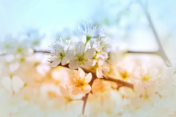 Arbre fruitier en floraison - Floraison au printemps — Photo