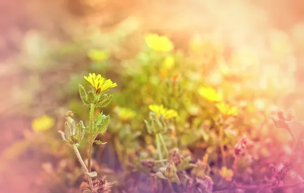 Gelbe Blüten im Frühling - in der Blüte — Stockfoto