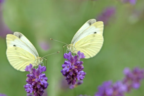 Due farfalle bianche sulla lavanda — Foto Stock