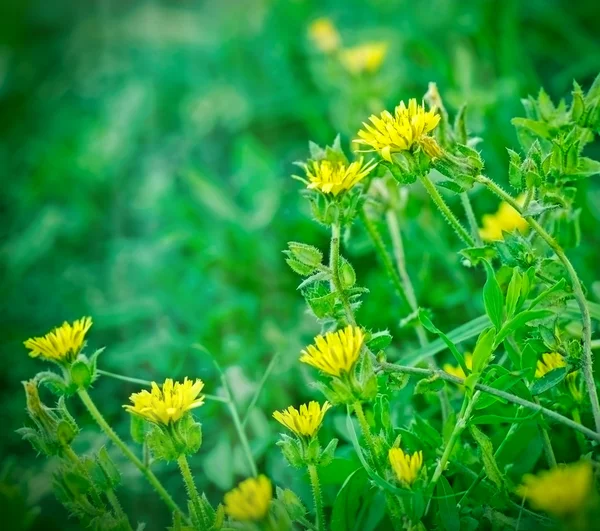 Κίτρινα λουλούδια άνοιξη - ανθοφορίας — Φωτογραφία Αρχείου