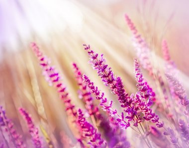 Çayırdaki mor çiçek.