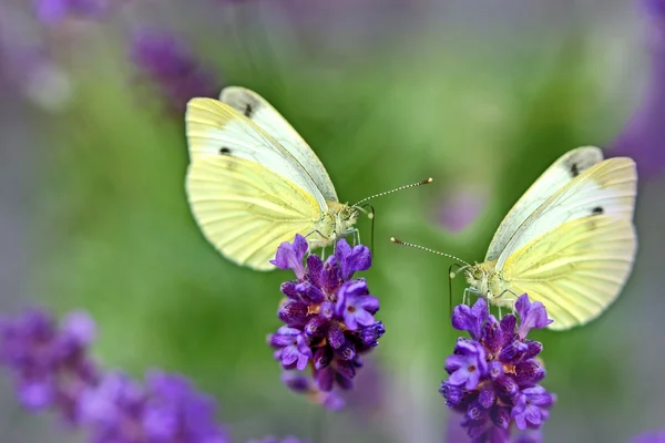 Due farfalle bianche sulla lavanda — Foto Stock