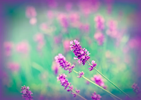 Lavendel in mijn tuin — Stockfoto