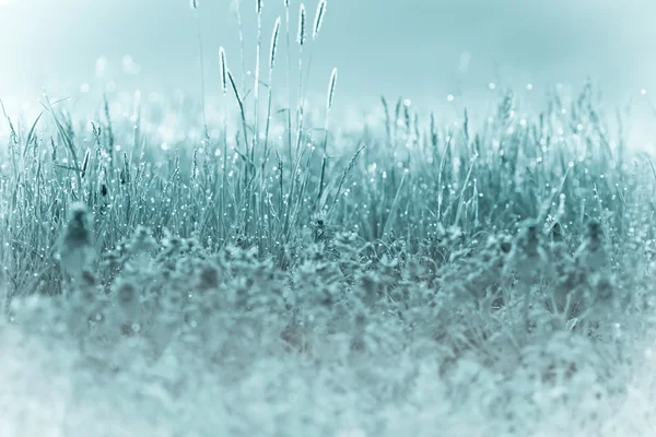 Frost in a meadow - frozen grass — Stock Photo, Image