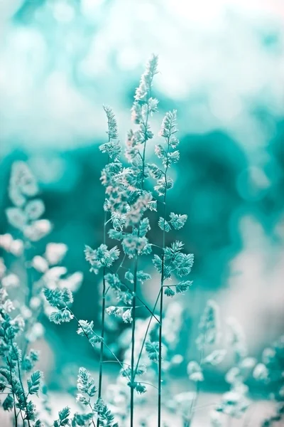 Frost auf einer Wiese - gefrorenes Gras — Stockfoto