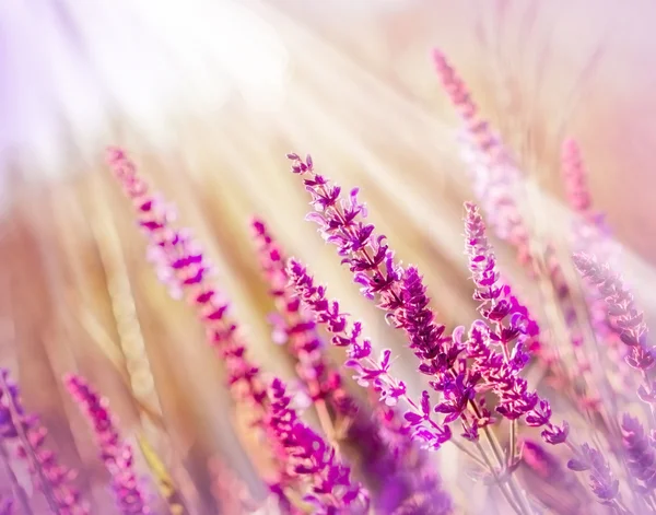 Fioletowy kwiat na łące — Zdjęcie stockowe