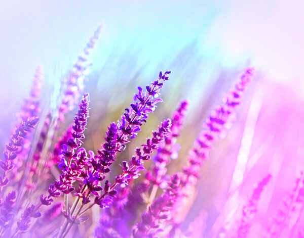 Purple flower in a meadow