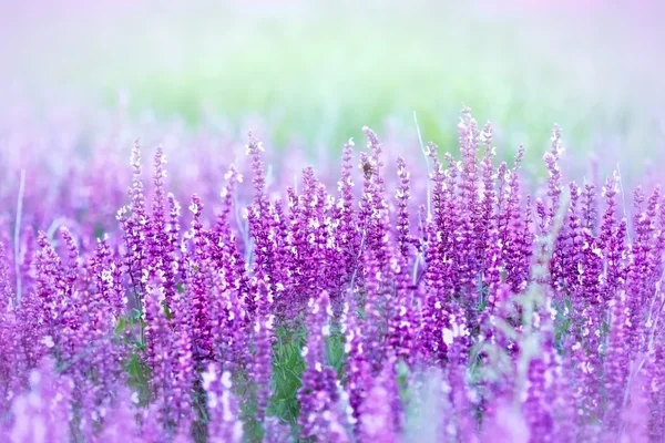 草地上的紫色花朵 — 图库照片