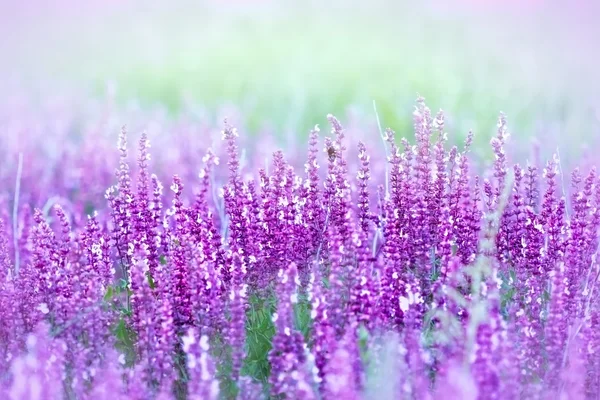 Fleur violette dans une prairie — Photo