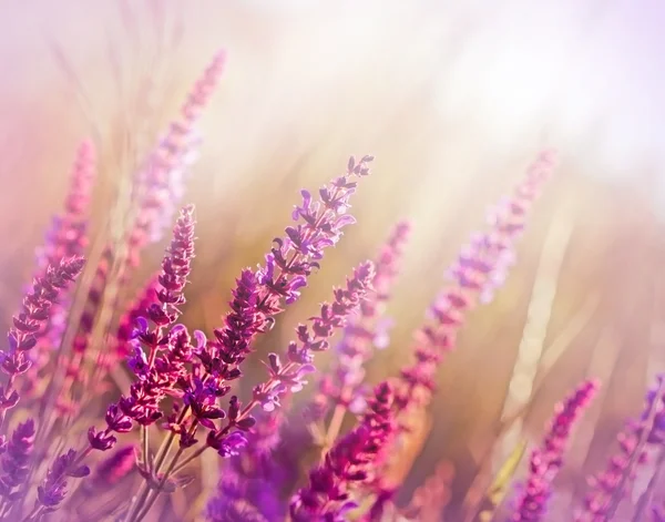 Flor roxa selvagem (flor de prado ) — Fotografia de Stock