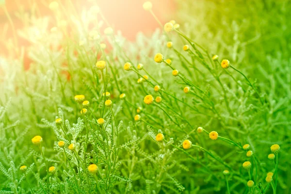 Жовті квіти навесні цвітіння — стокове фото