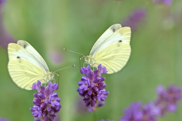 Farfalle sulla bella lavanda — Foto Stock