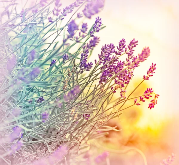 Soft focus on beautiful lavender — Stock Photo, Image