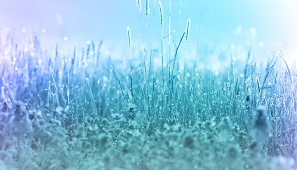 Frost in a meadow - frozen grass — Stock Photo, Image