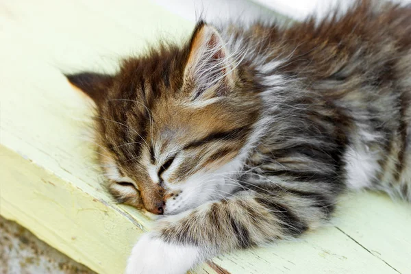 Little kitten sleeping - Maine Coon — Stock Photo, Image