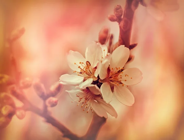 Blütezeit im Frühling - blühender Obstbaum — Stockfoto