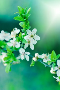 Bahar - meyve ağacı çiçek çiçeklenme