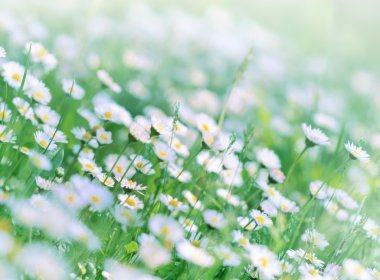 Bahar daisy - papatya bahar