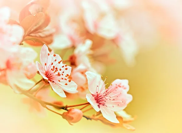 Flowering in spring - blooming fruit tree — Stock Photo, Image