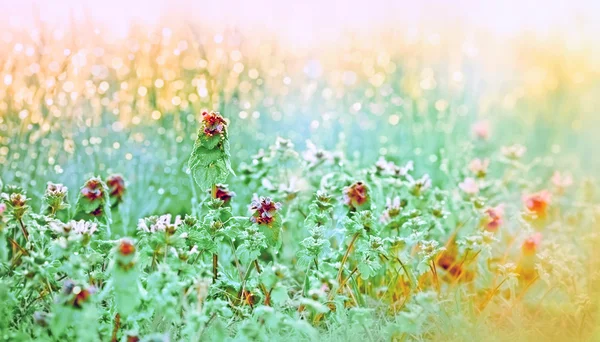 Rosée du matin sur les fleurs des prés et de l'herbe — Photo