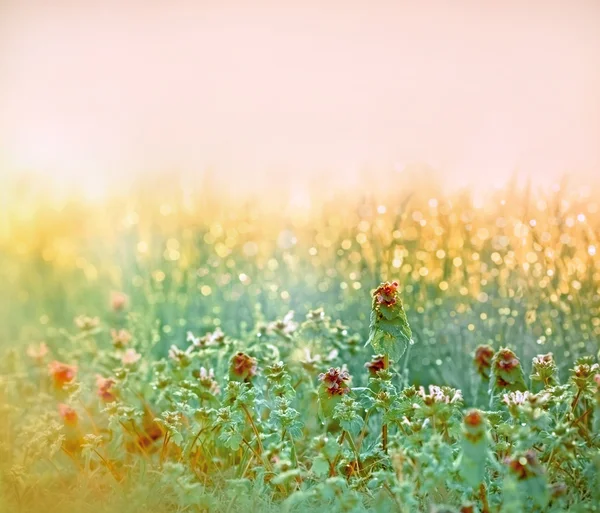 Morning dew on the meadow flowers and grass — Stock Photo, Image