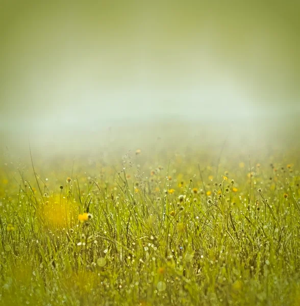 sabah sis ve çiğ çayırda