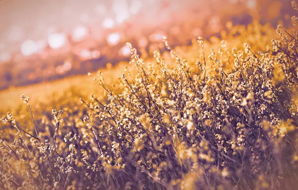 Rapeseed - yellow flower — Stock Photo, Image