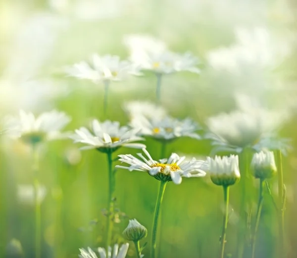 Frühlingsblume - Gänseblümchen im Frühling — Stockfoto