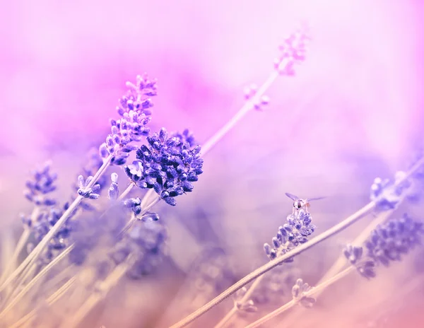 Soft Focus Sea... op prachtige lavendel — Stockfoto