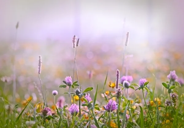 Blomsterkløver - kløver – stockfoto