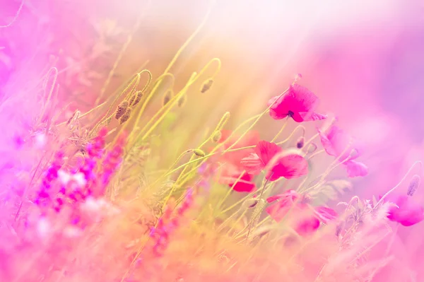 Vilda vallmo blomma — Stockfoto
