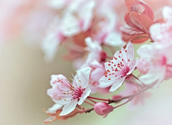 Flowering in spring — Stock Photo, Image