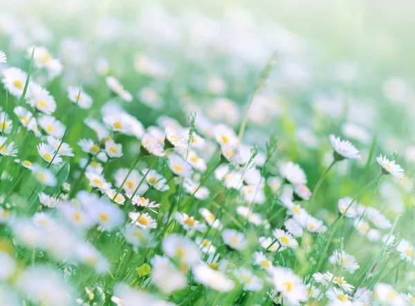 Frühlingsblume - Gänseblümchen im Frühling — Stockfoto