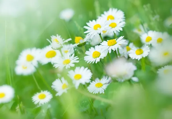 Våren daisy - daisy på våren — Stockfoto