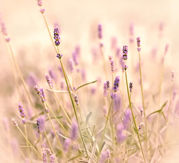 Schöner Lavendel in meinem Garten — Stockfoto