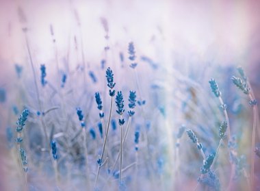 Lavanta yumuşak odak