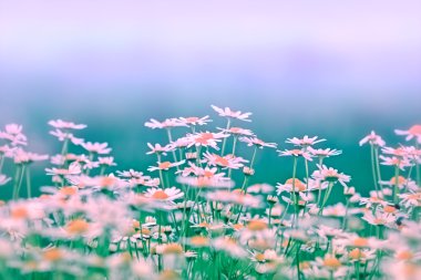 Papatya (Bahar papatya)