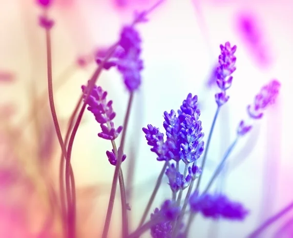 Soft focus on lavender